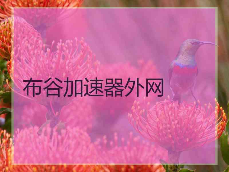 布谷加速器外网