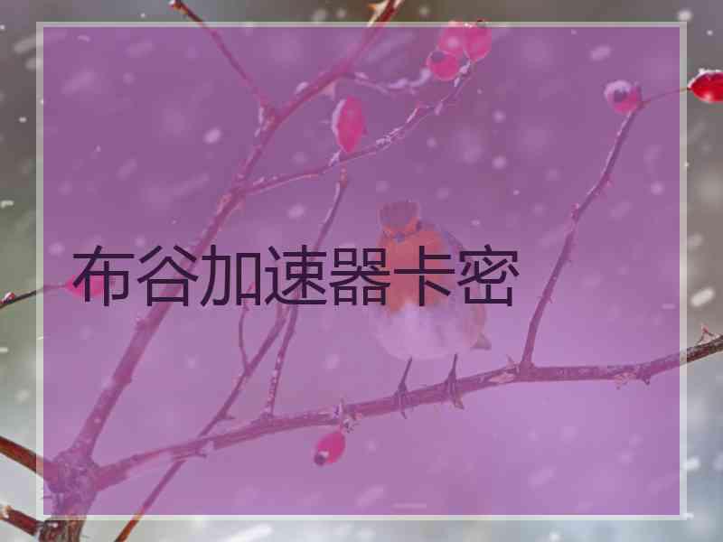 布谷加速器卡密
